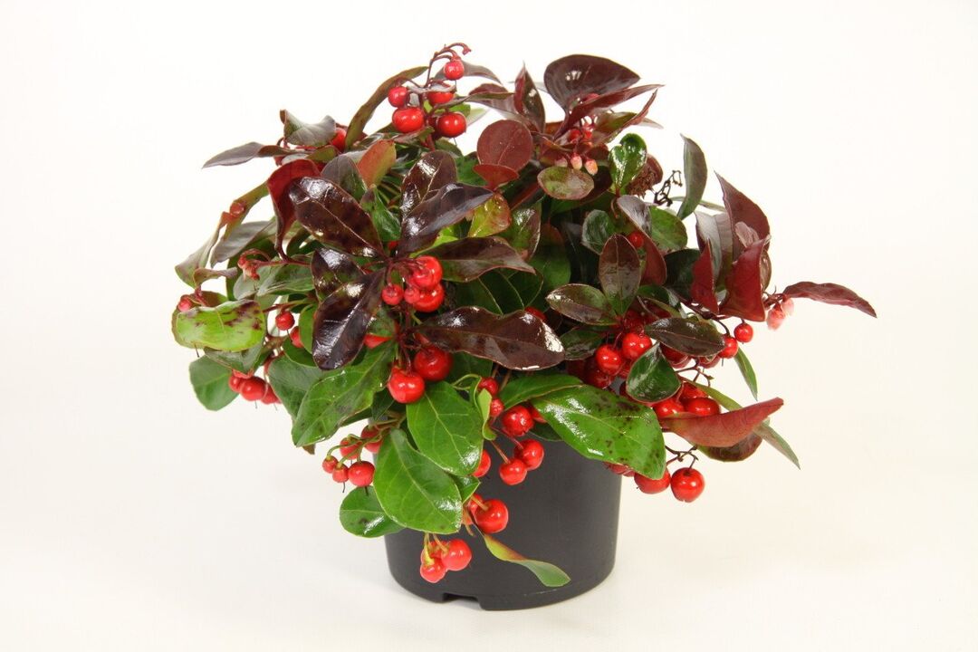 Wintergreen është përbërësi kryesor i Osteflex